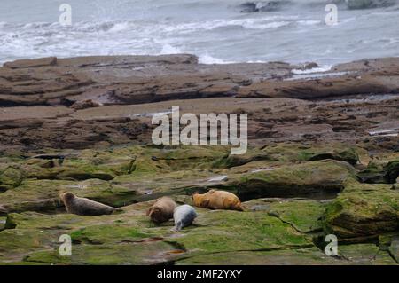 Family of seals on rocks by the sea Northumberland coast Stock Photo