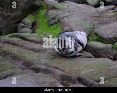 Baby seal on rocks, Northumberland coast. Stock Photo