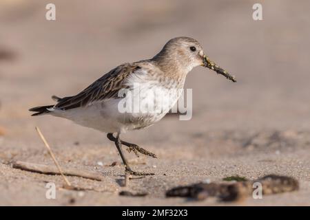 Dunlin (Calidris alpina) walking on the beach and looking for food during autumn migration. Bird in natural habitat Stock Photo