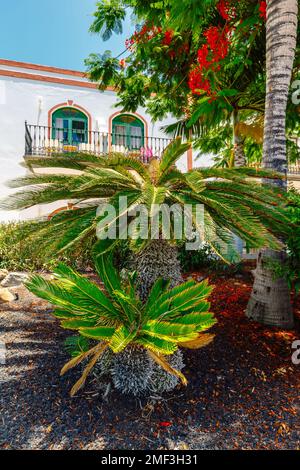 Narrow sunny street with palm tree, Puerto de mogan, Canary Island, Spain Stock Photo