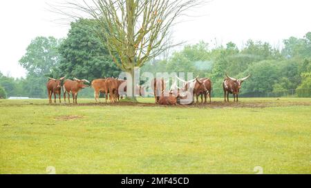 Herd of Watusi resting and lying under the tree in the safari zo park. Watusi longhorn bull eating grass. Group of exotic cows Stock Photo