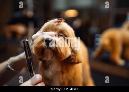 Animal care. A professional grooms a dog Stock Photo - Alamy