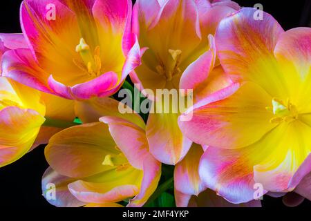 Many Colorful Tulips Stock Photo