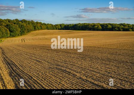 Fields drilled for seed near Handley Green Ingatestone Essex Stock Photo