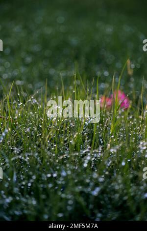 close up of water drops in the morning on grass  Stock Photo