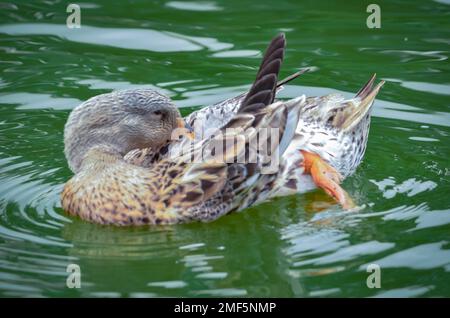 A closeup shot of a female mallard duck preening in a pond Stock Photo