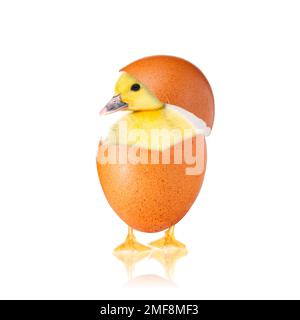 Newborn chick with broken egg shell. eggshell and newborn duckling. Stock Photo