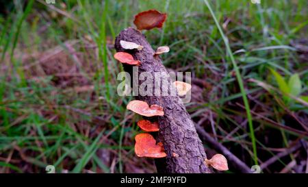 An Orange-colored Poisonous Mushroom Grows On The Ends Of Dead Tree Branches Stock Photo