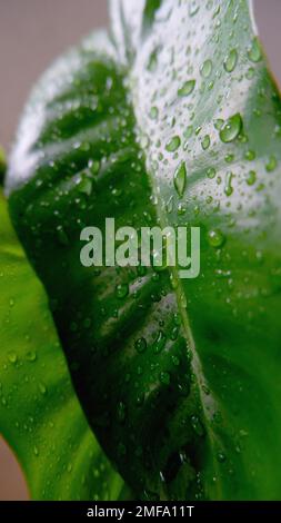 Leaves Of Home Ornamental Plants, Which Are Wet Because Of The Rain That Flushed In The Morning Stock Photo