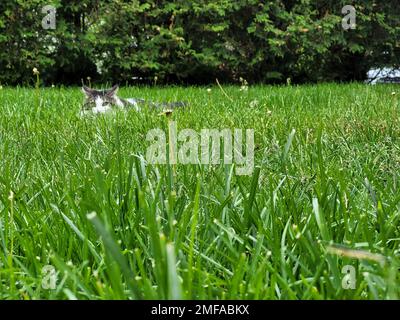 Fluffy tabby kitty hiding in green grass Stock Photo