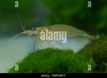 Caridina multidentata, a species of shrimp from the family Atyidae, in aquarium on a moss ball (Marimo,Cladofora ) Stock Photo