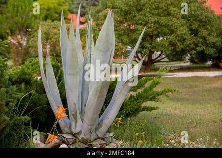 Striped American agave ,Agave americana,species of the agave genus, subfamily agave, asparagus family in a garden .Fleshy Leaves of a Variegated Stock Photo