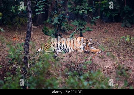 Royal Bengal Tiger in the woods with use of selective focus Stock Photo