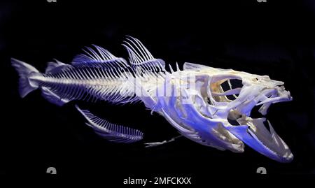 Bentopelagic kala hi-res varuBentopelagic kala hi-res varu  