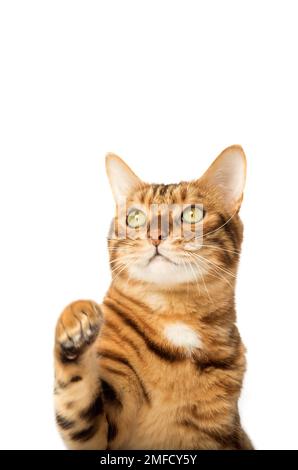 Studio shooting of Bengal cats, white background, portrait. Stock Photo