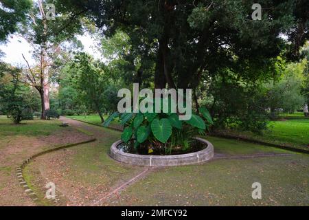 A round planting, surrounded by a path, walkway. At the Orto Botanico, Botanical Garden. In Naples, Napoli, Italy, Italia. Stock Photo