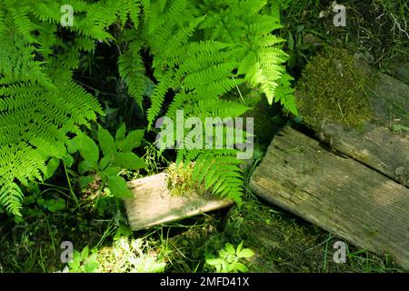 forest fern and wooden path. Top view Stock Photo