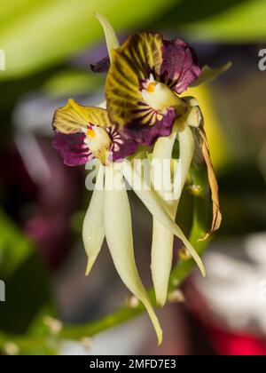 Prosthechea cochleata, Cockleshell Or Black Orchids, alien-looking flowers with ribbon-like petals and clam-shaped dark purple lips, Australia Garden Stock Photo
