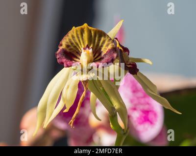 Prosthechea cochleata, Cockleshell Or Black Orchid, alien-looking flower with ribbon-like petals and clam-shaped dark purple lips, Australia Garden Stock Photo