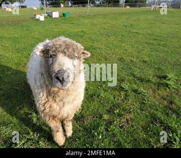 alpaca farm Stock Photo