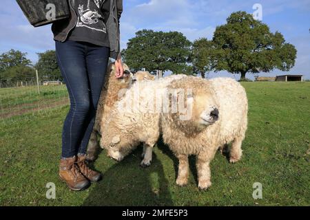 alpaca farm Stock Photo