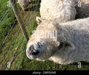 alpaca farm Stock Photo