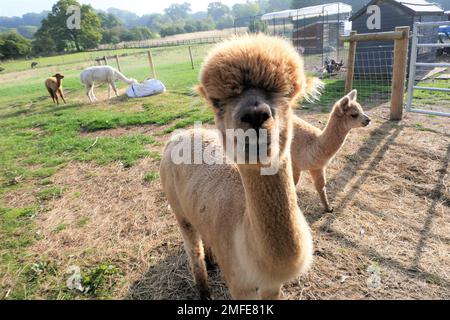 alpaca farm Stock Photo