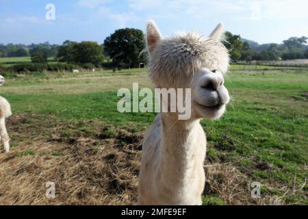 alpaca farm Stock Photo
