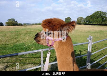 alpaca farm Stock Photo
