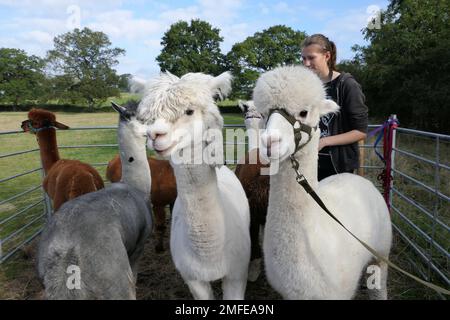 alpaca farm Stock Photo