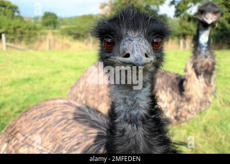 alpaca farm, emus Stock Photo