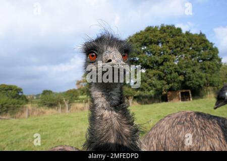 alpaca farm, emus Stock Photo