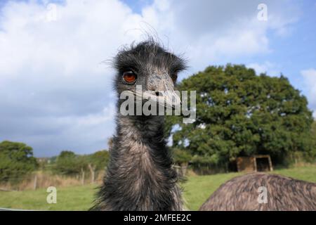 alpaca farm, emus Stock Photo