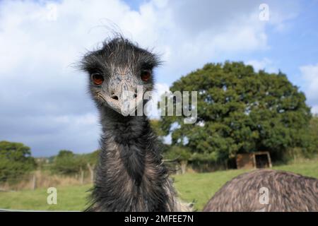 alpaca farm, emus Stock Photo