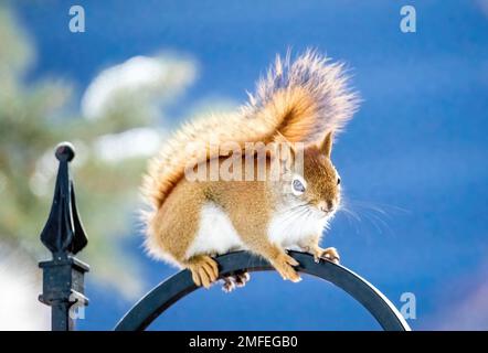 Red squirrel climbing on top of a shepherd's hook on a winter day in Taylors Falls, Minnesota USA. Stock Photo