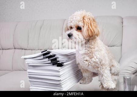 Maltipoo Puppy sits near a stack of office papers fastened with black binders Stock Photo