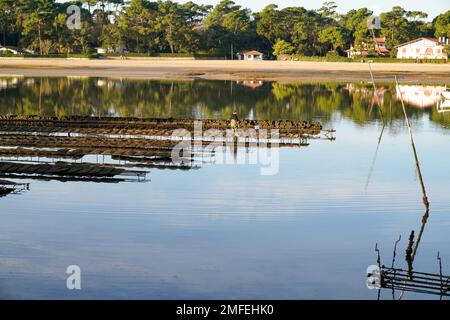oyster farmer installed in the canal of lake hossegor Stock Photo