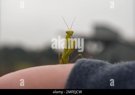 Praying mantis resting on a persons hand Stock Photo