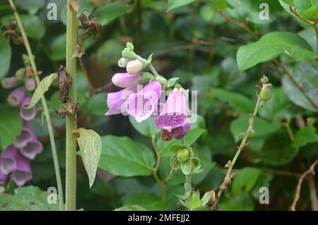 Fox glove (Digitalis) in a forest in Oregon Stock Photo