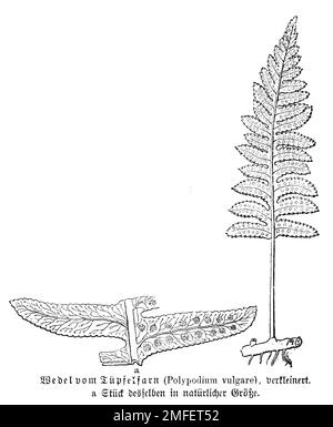 polypody, Polypodium vulgare, anonym (biology book, 1898), Tüpfelfarn ...