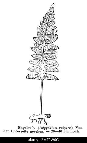 polypody, Polypodium vulgare, anonym (botany book, 1880), Tüpfelfarn ...