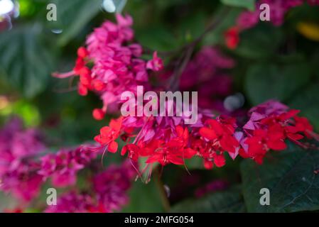 Pink and red flowers of bleeding heart vine closeup on green leaves background Stock Photo