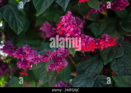 Pink and red flowers of bleeding heart vine closeup on green leaves background Stock Photo