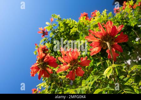 Backlit African tulip tree flowers. Orange blossoms among green leaves Stock Photo