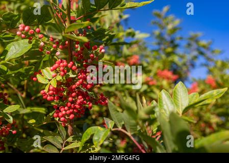 Red berries of Nandina domestica, heavenly bamboo or sacred bamboo Stock Photo