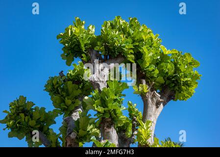 Ficus pandurata or Fiddle-leaf Fig grey trunk and green leaves on blue sky Stock Photo