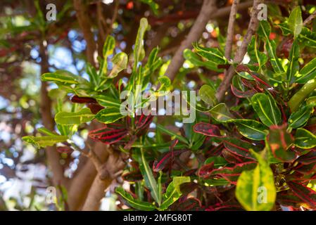 Vatikalive Croton Mammy with curly leaves. Colorful foliage closeup Stock Photo