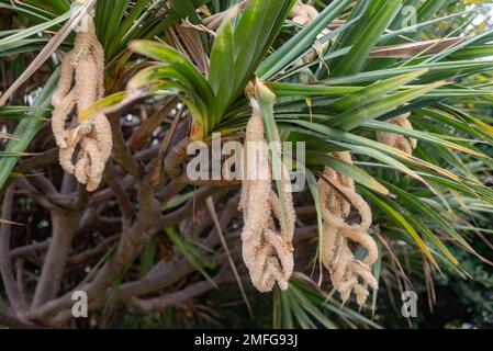 Unusual spiral flowers of common screwpine or pandanus utilis Bory Stock Photo