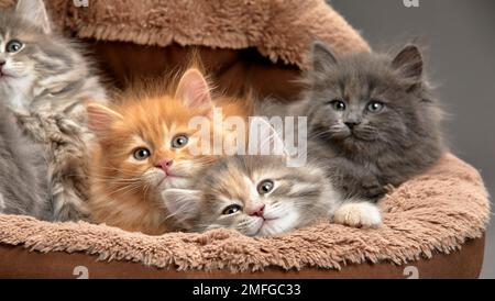 Little kittens are sitting in a cat bed, little kittens are playing in a cat bed, on a gray background. Multicolored kittens close-up on an ottoman Stock Photo