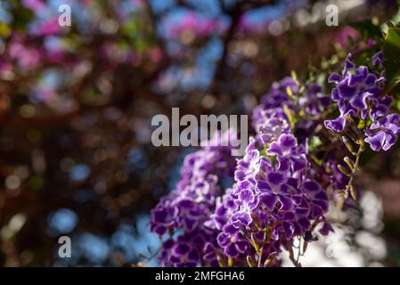 Lilac or lavender flowers of golden dewdrops, skyflower or duranta erecta Stock Photo